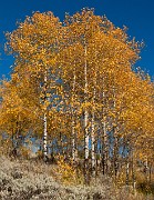 Aspens 7377